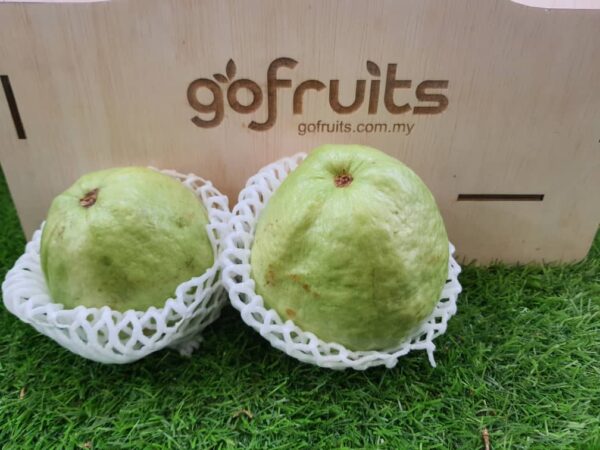 lohan guava