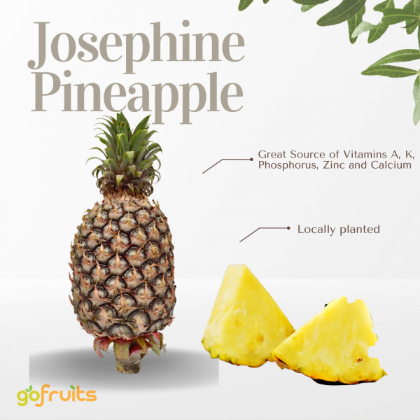 josephine pineapple in malaysia