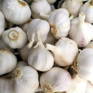 Garlic