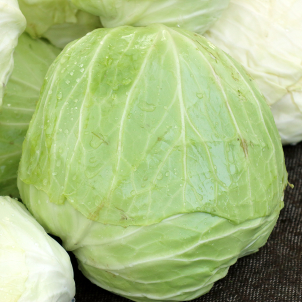 Cabbage