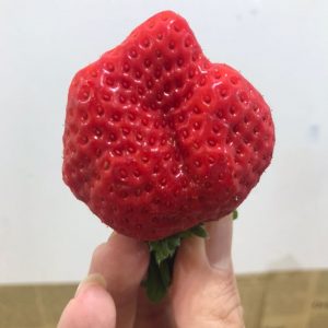japanese strawberry