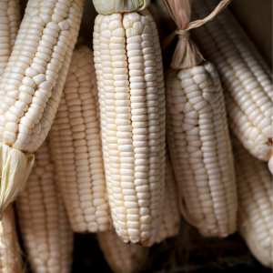 Sweet White Corn