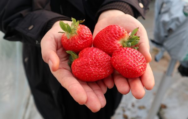 Korea Strawberry