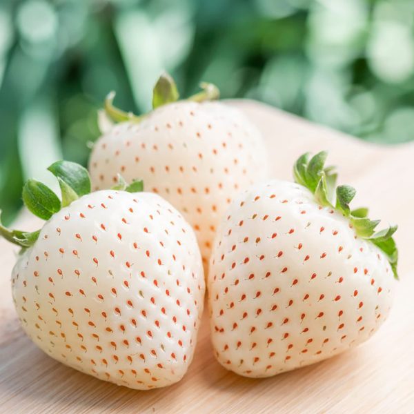 Japanese White Strawberry