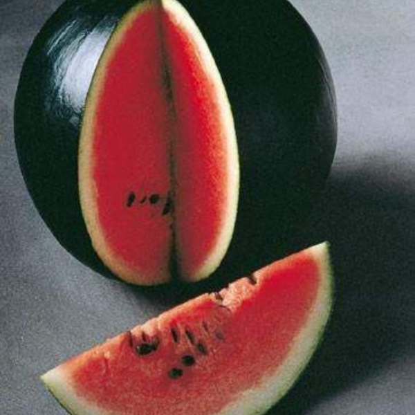 Japanese Black Pearl Mini Watermelon